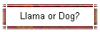 Llama or Dog?
