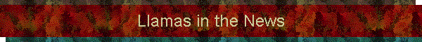 Llamas in the News